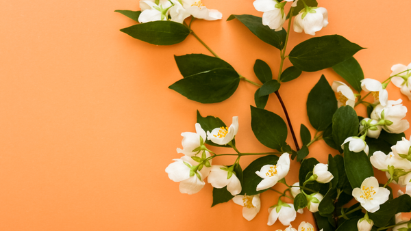 Orange blossom skin benefits