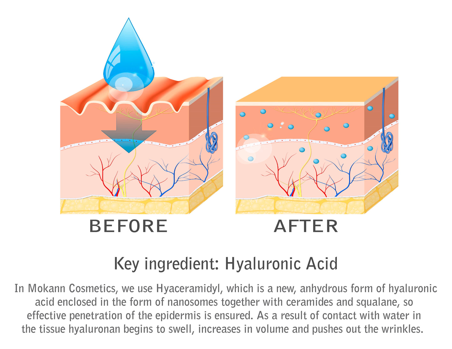 Liposomal Eye Serum Pepino con Ácido Hialurónico, Ceramidas, Vitamina E y Aceite de Semilla de Pepino. Corrige y Previene Arrugas, Hidrata y Regenera